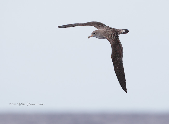 Cory's Shearwater (Calonectris diomedea) photo image