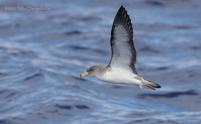 Cory's Shearwater (Calonectris diomedea) photo image
