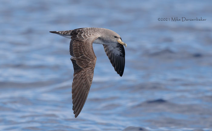 Cory's Shearwater (Calonectris diomedea) photo image