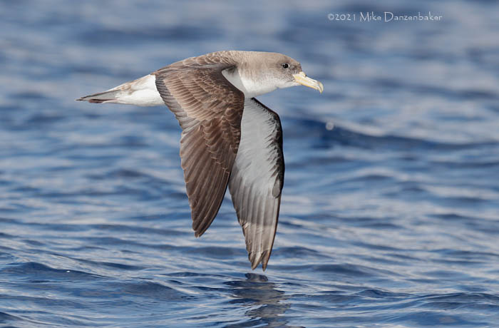 Cory's Shearwater (Calonectris diomedea) photo image