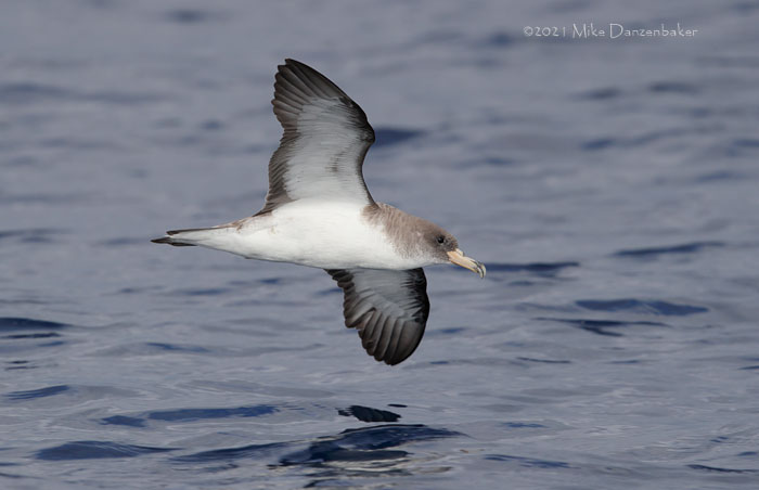 Cory's Shearwater (Calonectris diomedea) photo image