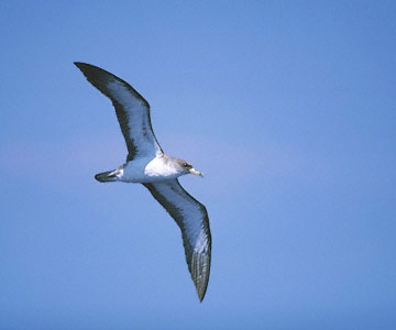 Cory's Shearwater (Calonectris diomedea) photo image
