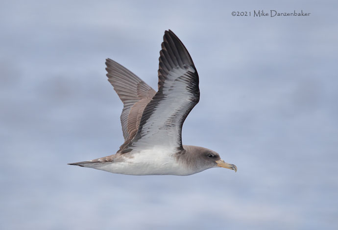 Cory's Shearwater (Calonectris diomedea) photo