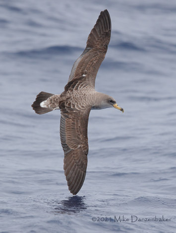 Cory's Shearwater (Calonectris diomedea) photo