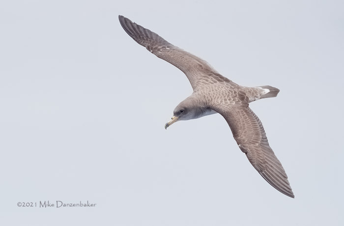 Cory's Shearwater (Calonectris diomedea) photo