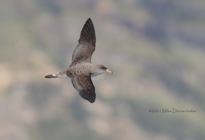 Cory's Shearwater (Calonectris diomedea) photo