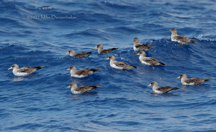 Cory's Shearwater (Calonectris diomedea) photo