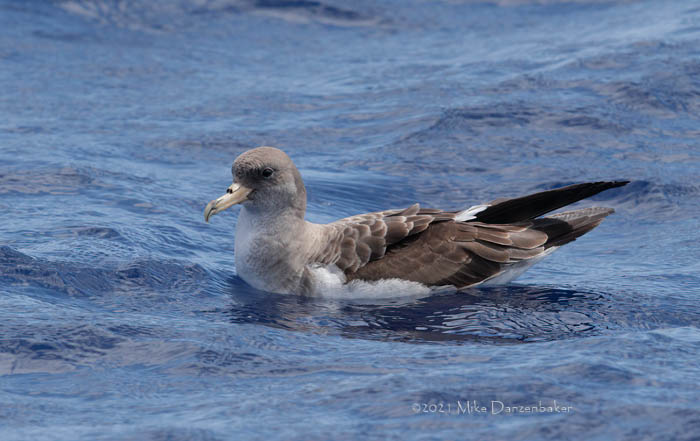 Cory's Shearwater (Calonectris diomedea) photo