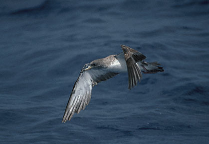 Cory's Shearwater (Calonectris diomedea) photo image