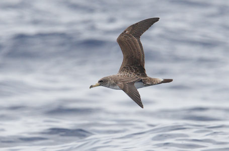 Cory's Shearwater (Calonectris diomedea) photo