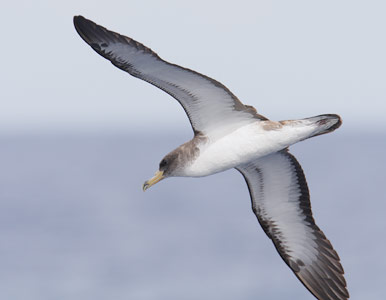 Cory's Shearwater (Calonectris diomedea) photo image