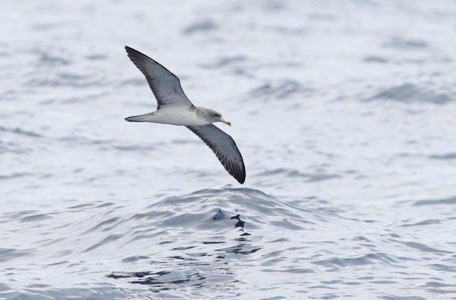 Cory's Shearwater (Calonectris diomedea) photo image