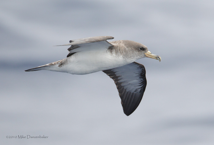 Cory's Shearwater (Calonectris diomedea) photo image
