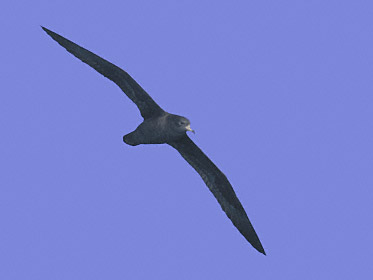 Flesh-footed Shearwater (Puffinus carneipes) photo image