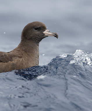 Flesh-footed Shearwater (Puffinus carneipes) photo