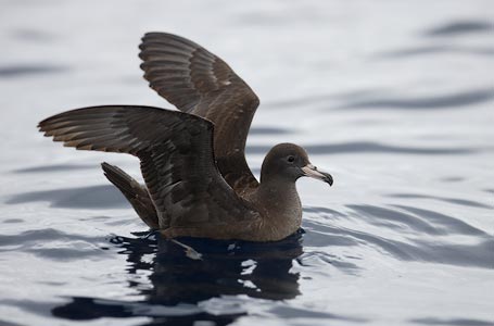 Flesh-footed Shearwater (Puffinus carneipes) photo image
