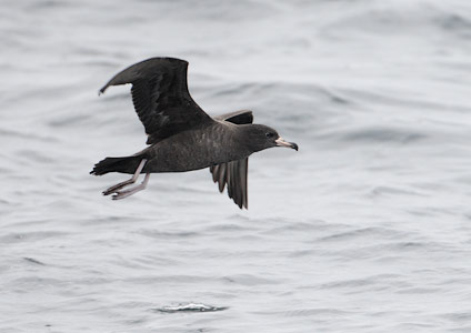 Flesh-footed Shearwater (Puffinus carneipes) photo image