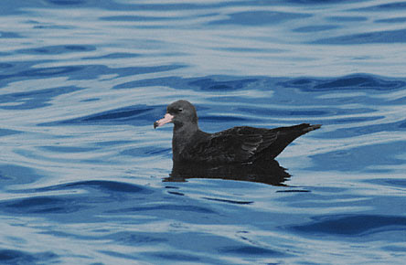 Flesh-footed Shearwater (Puffinus carneipes) photo image
