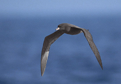 Flesh-footed Shearwater (Puffinus carneipes) photo image