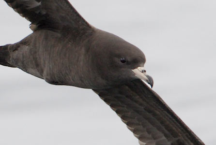 Flesh-footed Shearwater (Puffinus carneipes) photo image