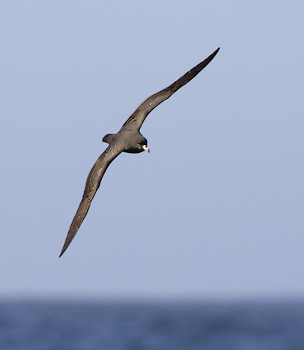 Flesh-footed Shearwater (Puffinus carneipes) photo image