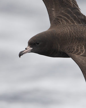 Flesh-footed Shearwater (Puffinus carneipes) photo image