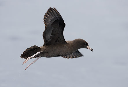 Flesh-footed Shearwater (Puffinus carneipes) photo image