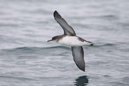 Fluttering Shearwater (Puffinus gavia) photo image