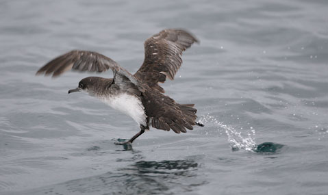 Fluttering Shearwater (Puffinus gavia) photo image