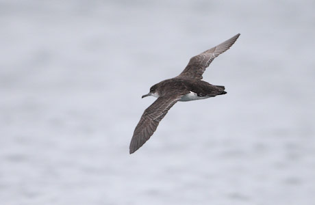 Fluttering Shearwater (Puffinus gavia) photo