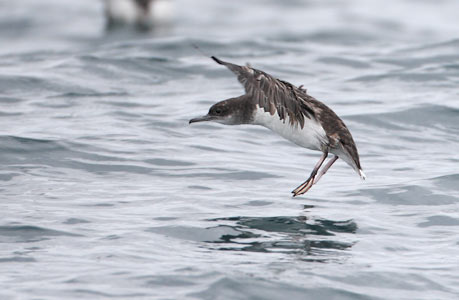 Fluttering Shearwater (Puffinus gavia) photo