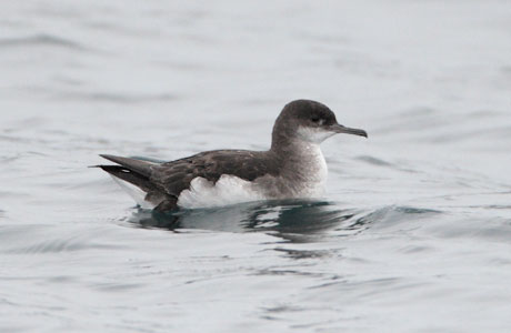 Fluttering Shearwater (Puffinus gavia) photo