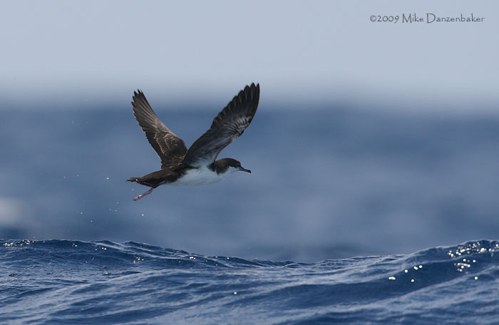 Galapagos Shearwater (Puffinus subalaris) photo