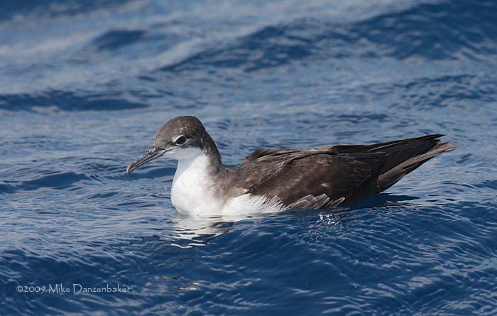Galapagos Shearwater (Puffinus subalaris) photo
