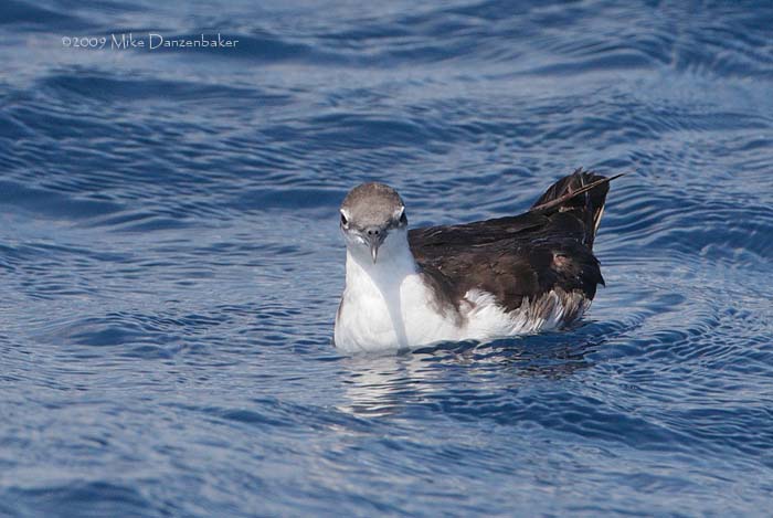 Galapagos Shearwater (Puffinus subalaris) photo