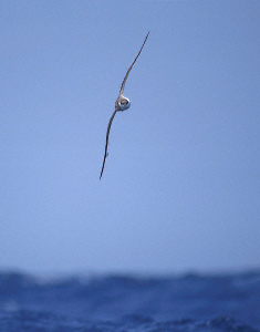 Great Shearwater (Puffinus gravis) photo image