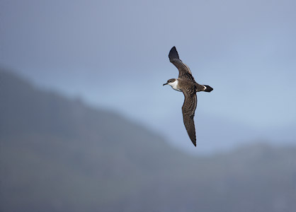 Great Shearwater (Puffinus gravis) photo image