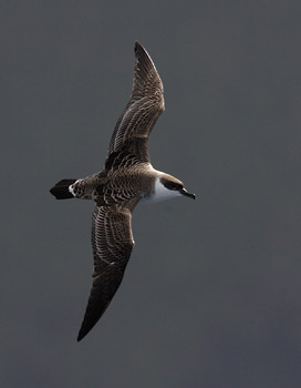 Great Shearwater (Puffinus gravis) photo image