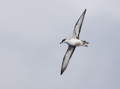 Great Shearwater (Puffinus gravis) photo image