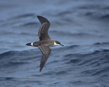 Great Shearwater (Puffinus gravis) photo image