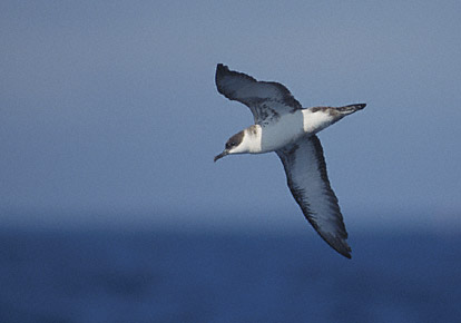 Great Shearwater (Puffinus gravis) photo image