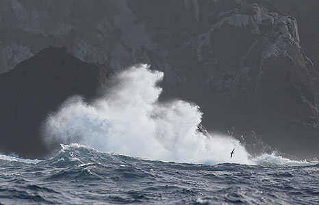 Great Shearwater (Puffinus gravis) photo image