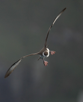 Great Shearwater (Puffinus gravis) photo image