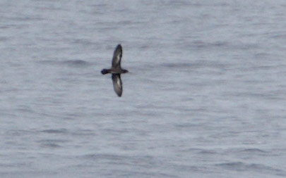 Heinroth's Shearwater (Puffinus heinrothi) photo