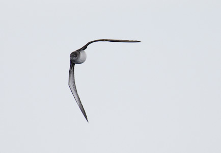 Hutton's Shearwater (Puffinus huttoni) photo