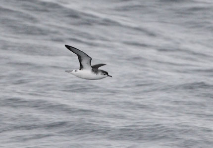 Little Shearwater (Puffinus assimilis) photo image