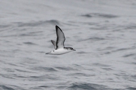Little Shearwater (Puffinus assimilis) photo image