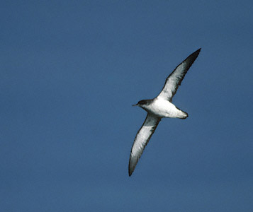 Manx Shearwater (Puffinus puffinus) photo image