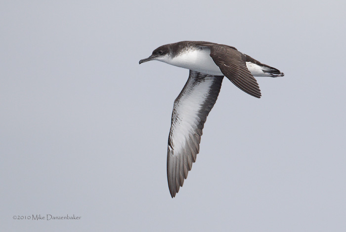 Manx Shearwater (Puffinus puffinus) photo