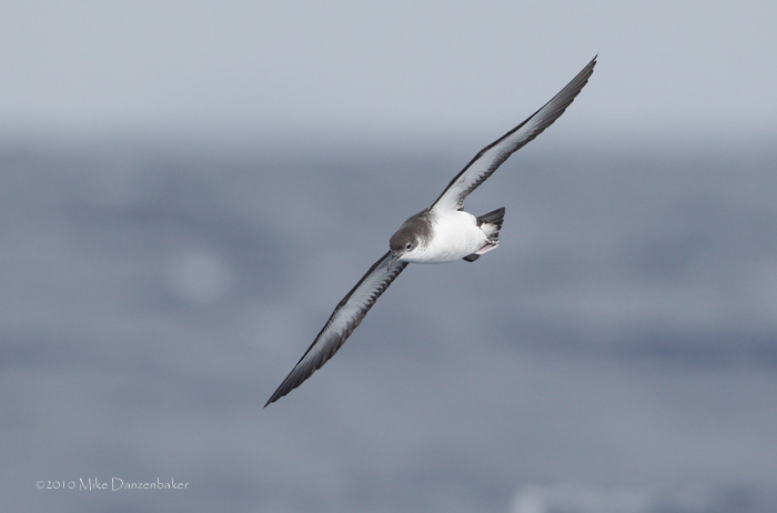 Manx Shearwater (Puffinus puffinus) photo